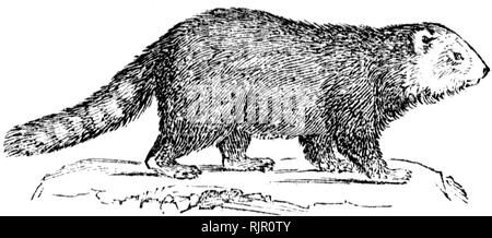 Holz graviert Illustration, von der "Schatzkammer der Natur" von Samuel Maunder, veröffentlicht 1848 Stockfoto