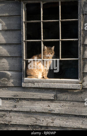 Bauernhof Katze beobachten die Straße Stockfoto