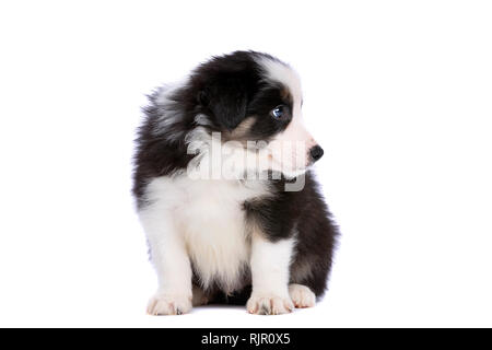 Border Collie Welpen vor einem weißen Hintergrund Stockfoto