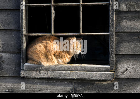 Bauernhof Katze beobachten die Straße Stockfoto