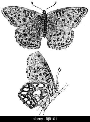 Holz graviert Illustration, von der "Schatzkammer der Natur" von Samuel Maunder, veröffentlicht 1848 Stockfoto