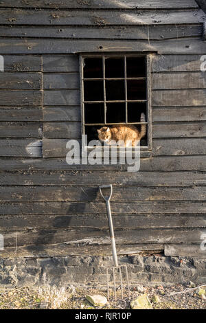 Bauernhof Katze beobachten die Straße Stockfoto