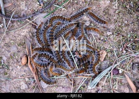 Stapel der flauschigen Caterpillar makro Insekten, Larven. Schöne Larven auf der jeweils anderen Stockfoto