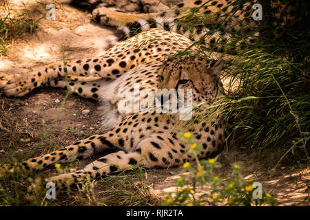 Ein Gepard Aalen in der Sonne Stockfoto