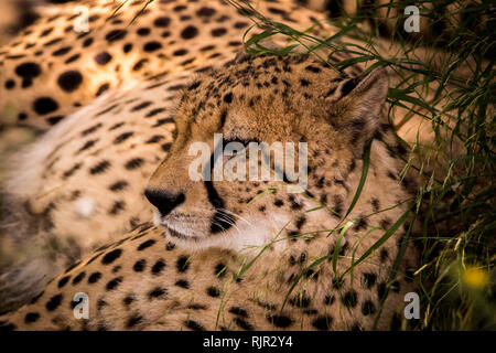 Ein Gepard Aalen in der Sonne Stockfoto