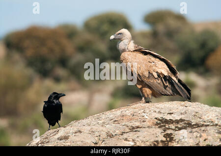 Gänsegeier (Tylose in Fulvus) ruht auf dem Rock Stockfoto