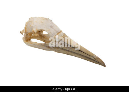 Northern Gannet (Morus bassanus), Vogel Schädel mit weißem Hintergrund Stockfoto