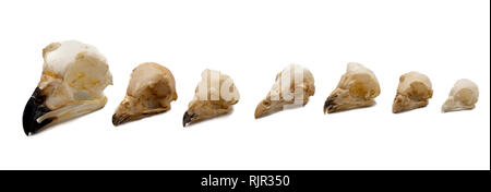 Schädel von Eulen, Nacht raptors mit weißem Hintergrund Stockfoto