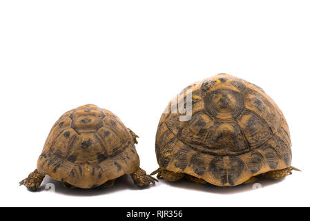 Spur thighed Schildkröten (Testudo graeca) und Hermann's Schildkröte (testudo hermanni), Rücken an Rücken mit weißem Hintergrund Stockfoto