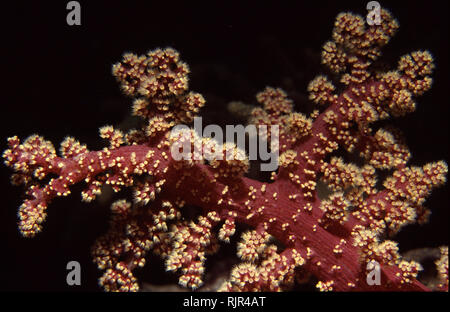 Cherry Blossom Coral (Siphonogorgia sp.) Stockfoto