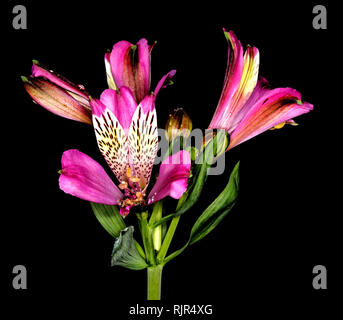 Atemberaubende Vivid Magenta rot Blumen und dunkelgrüne Blätter von Alstroemeria, Prinzessin/peruanischen Lily, auf schwarzem Hintergrund in Queensland, Australien Stockfoto