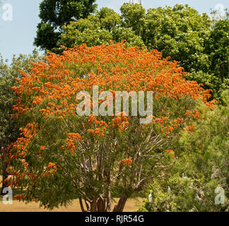 Colvillea racemosa, ungewöhnliche Laubbaum, mit Massen von spektakulären Vivid orange Blumen und grüne Blätter in Queensland, Australien verdeckt Stockfoto
