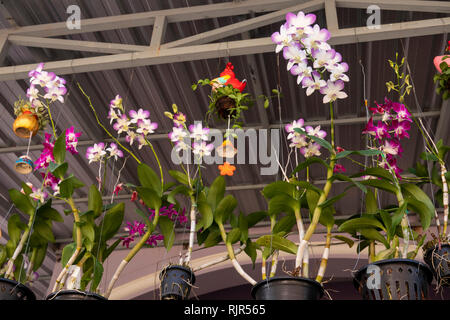 Kambodscha, Preah Koh Kong, exotischen Pflanzen, Orchideen Blüten in hängenden Töpfen unter Vordächer Haus Stockfoto