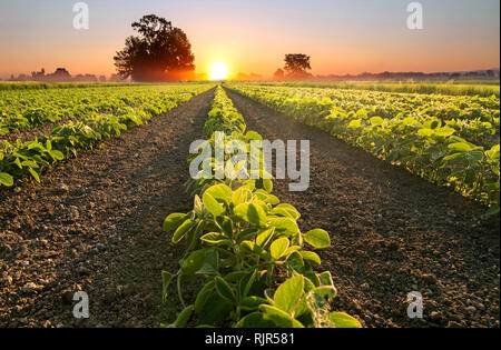 Soja und Sojaprodukte Pflanzen wachsen in den Zeilen in einem Feld, bei Sonnenuntergang Stockfoto