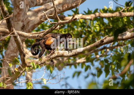 Mantled Brüllaffe (Alouatta palliata) im Corcovado Nationalpark, Costa Rica Stockfoto