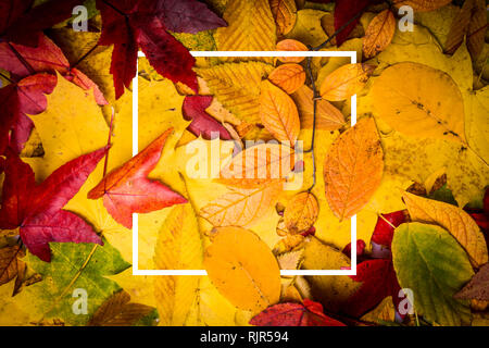 Hintergrund der Blätter im Herbst. Herbst Hintergrund. Zusammensetzung mit Bilderrahmen Stockfoto