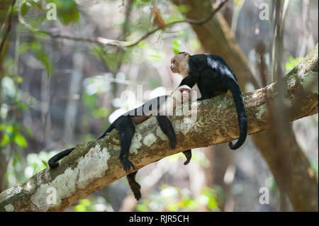 White-faced Kapuziner (Cebus Capucinus) ruhen während der Mittagshitze im Corcovado Nationalpark, Costa Rica Stockfoto