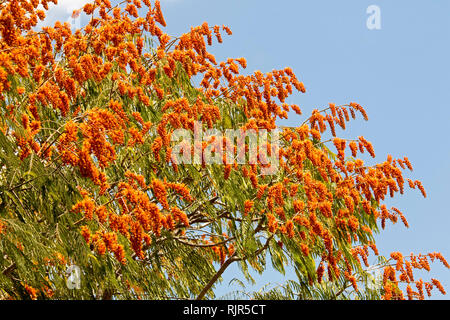 Massen von spektakulären Vivid orange Blumen und grüne Blätter von Colvillea racemosa, ungewöhnliche Laubbaum, gegen den blauen Himmel in Queensland, Australien Stockfoto