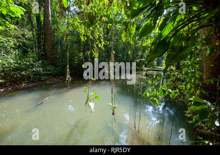 Fluss im tropischen Regenwald in Costa Rica Stockfoto