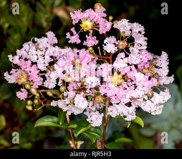 Cluster von zarten blassrosa Blüten der sommergrüne Strauch/Baum Crepe Myrtle, Lagerstroemia indica ordette' gegen den Hintergrund der grünen Laub Stockfoto