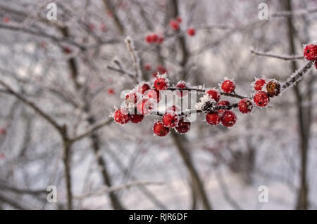 Ilex verticillata oder winterberry mit Raureif im Winter abgedeckt. Es ist eine Art von Holly native zu östlichen Nordamerika. Stockfoto