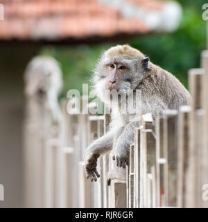 Affe sitzend auf dem Zaun Stockfoto