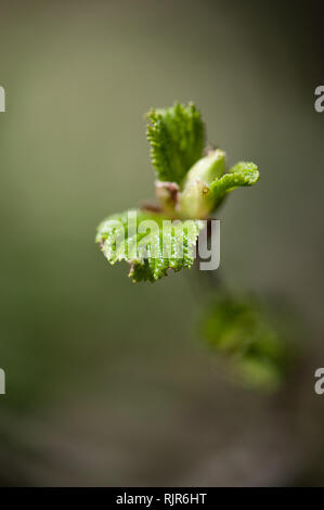 Junge erle Zweig mit ersten Blätter im Frühling Stockfoto