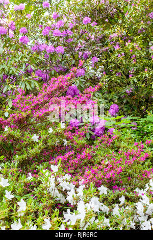 Herrlichen Hintergrund der üppig blühende Azalee Sträuchern. Selektiver Fokus Stockfoto