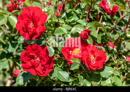 Rote Rosen im Garten Stockfoto