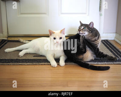 Die flamme Mitzie point Siam und Mintie die Katze chillen an der Tür Stockfoto