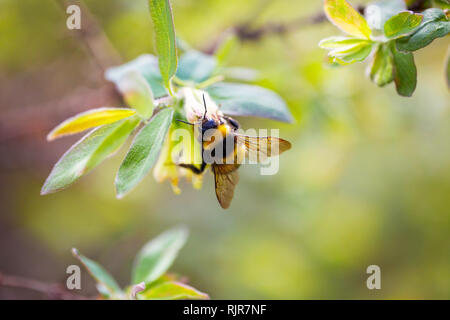 Hummel auf einer Blüte in einem hellen Frühling Garten. Close-up. Selektive konzentrieren. Getönt Stockfoto