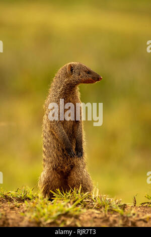 Schlanker Mungo (Galerella sanguinea), der steht und sich umschaut Stockfoto