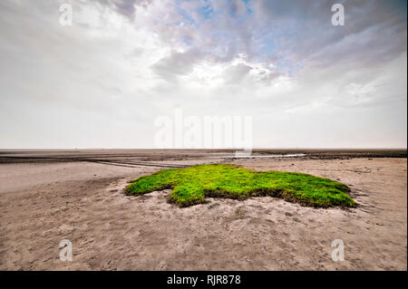 Green Spot auf Kuwait Wüste Stockfoto