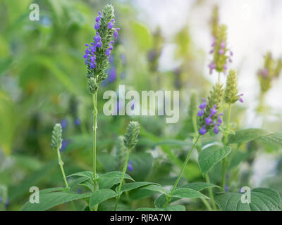 Salvia hispanica Blumen, bekannt als Chia, ein gesundes Essen Pflanze mit lila Blüten aus der Familie der Lamiaceae, Garten Stockfoto