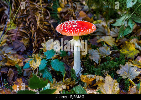 Amanita muscaria Pilze, tynehead Regional Park, Surrey, British Columbia, Kanada. Stockfoto