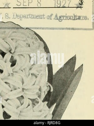 . Herbst 1927: Glühlampen samen Sträucher und Bäume. Obstbäume Utah Salt Lake City; Zierbäume Utah Salt Lake City; Sträucher Utah Salt Lake City; Kletterpflanzen Utah Salt Lake City; Lampen (Pflanzen) Utah Salt Lake City; Blumen Samen Utah Salt Lake City. Porter-Walton Co., Salt Lake City, Utah ^ $. Niederländische Hyazinthen Die hyazinthe ist vielleicht die meisten nützlich und populäre hardy Glühbirne Blume. Es begeistert Millionen von Blumen Liebhaber in der ganzen Welt mit seiner unvergleichlichen Schönheit und Duft. Es kann in Töpfen, Gläsern oder in Wasser angebaut werden, und im Garten. Betrachten wir die einzelnen Hyazinthen mehr wertvolle Stockfoto