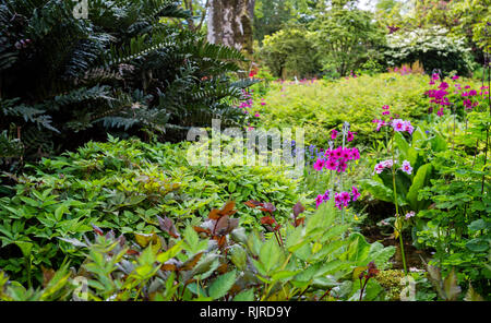 Bunte lila und rosa Blumen von einer Masse von grünem Laub in den wilden Garten umgeben Stockfoto