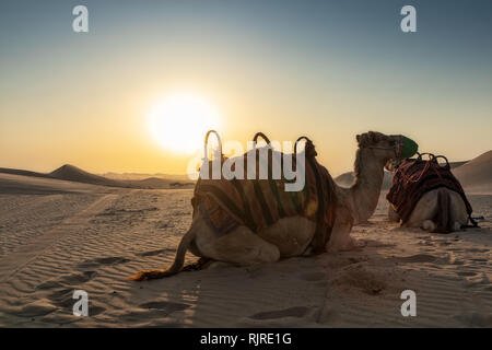 Kamele in der Wüste von Abu Dhabi mit Sonnenuntergang. Stockfoto