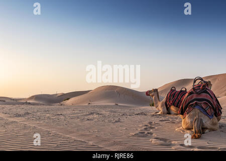 Kamele in der Wüste von Abu Dhabi mit Sonnenuntergang. Stockfoto