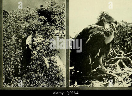 . Die australische Zoologe. Zoologie; Zoologie; Zoologie. 1. Junge: Riff Reiher in der Spitze eines Tournefnrtia awnitinc der Eltern. Nach Reef Heron, nähert sich der Ne." t .. 3. Nest von white-bellied Sea Eagle in der 4. Unreifen Weißen-bellied Sea Eagle, einem Pisonia Baum. Adler zu Hause. Fotografien von (1, 2 und 4) S. A. QUbert, (3) A. Musgrave.. Bitte beachten Sie, dass diese Bilder sind von der gescannten Seite Bilder, die digital für die Lesbarkeit verbessert haben mögen - Färbung und Aussehen dieser Abbildungen können nicht perfekt dem Original ähneln. extrahiert. Royal Zoologische Gesellschaft neue Stockfoto