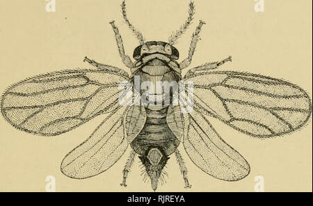 . Australischer Insekten. Insekten. IIOMOPTERA. 3 (55 die Länge seiner geringter Antennen; es ist conunon auf die Schwarze wattle im Frühsommer. S. ncaciac - hailcyanae ist eine viel kleinere Arten mit gelb gefleckte Flügel, die häufig Schwärme über den kultivierten "cootamundra Wattle, "und wird berichtet, alle die Blume-hnds dieses flechtwerk in der Nähe von Melbourne in 1 zerstört zu haben!) (I 5. S. capparis ist ein fleckiges geflügelten Spezies, frequentiert das Laub von capparis mitcheUi in der westlichen Scrubs: s. scMzoneurodcs. Abb. Q. âPsulla sterculiae (Frogga, lt). Die Kurrajonj; Twig - Psylla. (&Qu Stockfoto