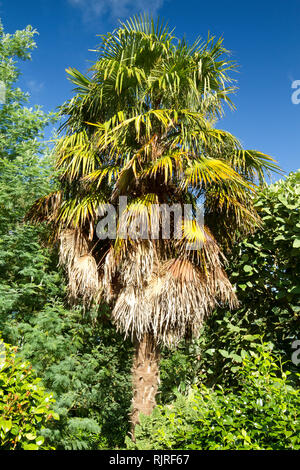Chinesische Windmühle Palme, Blüte / (Trachycarpus Fortunei) / Chusan