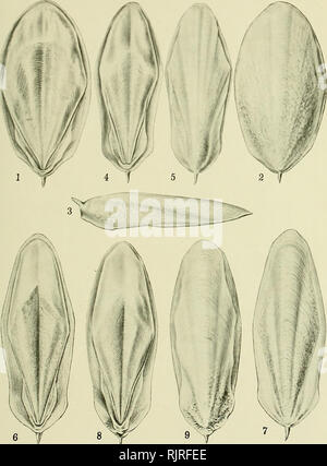 . Die australische Zoologe. Zoologie; Zoologie; Zoologie. Die ArsTRALiAx Zoologe, Vol. iv. Platte xxi.. Von Joyce K. Allan gezeichnet. Australische Cuttle-Fish Knochen.. Bitte beachten Sie, dass diese Bilder sind von der gescannten Seite Bilder, die digital für die Lesbarkeit verbessert haben mögen - Färbung und Aussehen dieser Abbildungen können nicht perfekt dem Original ähneln. extrahiert. Royal zoologischen Gesellschaft von New South Wales; Königliche Zoologische Gesellschaft von New South Wales. Verfahren. [Sydney, Royal zoologischen Gesellschaft von New South Wales] Stockfoto