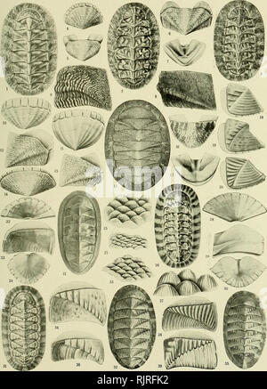 . Die australische Zoologe. Zoologie; Zoologie; Zoologie. Die ArsTRALiAx Zoologe, Vol. iv. Platte xvni.. Bitte beachten Sie, dass diese Bilder sind von der gescannten Seite Bilder, die digital für die Lesbarkeit verbessert haben mögen - Färbung und Aussehen dieser Abbildungen können nicht perfekt dem Original ähneln. extrahiert. Royal zoologischen Gesellschaft von New South Wales; Königliche Zoologische Gesellschaft von New South Wales. Verfahren. [Sydney, Royal zoologischen Gesellschaft von New South Wales] Stockfoto