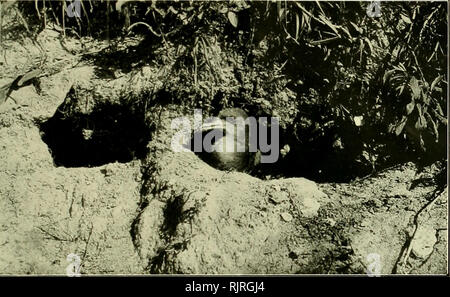 . Die australische Zoologe. Zoologie; Zoologie; Zoologie. Die australische Zoologe, Vol. iv. Platte ich.. Der Keil-taileil Sbeai 'Wasser in seinem Nest - fuchsbau auf Lion Island, Broken Bay, Neue Soutli Wales.. Bitte beachten Sie, dass diese Bilder sind von der gescannten Seite Bilder, die digital für die Lesbarkeit verbessert haben mögen - Färbung und Aussehen dieser Abbildungen können nicht perfekt dem Original ähneln. extrahiert. Royal zoologischen Gesellschaft von New South Wales; Königliche Zoologische Gesellschaft von New South Wales. Verfahren. [Sydney, Royal zoologischen Gesellschaft von New South Wales] Stockfoto