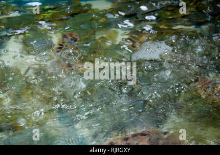 Frische Blumen Krabben oder blauen Krabben in den Wassertank zum Verkauf in Mahachai Seafood Market in Samutsakhon Stadt in Samut Sakhon, Thailand Stockfoto