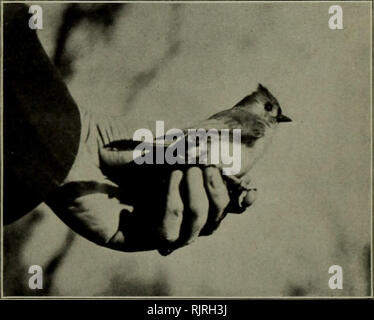 . Die Audubon jährlichen Bulletin. Vögel, Vögel. Foto von Wm. I. in Lyon Schwarz und Weiß Warbler würde sie schließlich in den Punkt des Trichters, der in den oberen Teil der Falle zu bringen. Wenn Sie die Spitze des Trap kam, siehe, da war eine Öffnung in die Box, die offensichtlich den freien Zugang zur Außenwelt zu haben; und wenn der Vogel versuchte, durch diese zu fliegen wäre es gegen ein Stück Glas kommen und während Flattern gegen das Glas, schieben Sie die Rutsche in die Emp- ing Kasten unten. Die Box ist abnehmbar, so Sie können zu bequem werden. Stockfoto