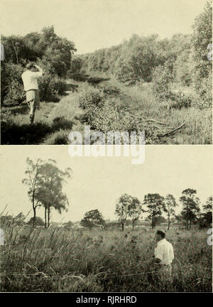 . Die australische Zoologe. Zoologie; Zoologie; Zoologie. Australische ZOOLOGE VOL. Xiii. Oben: Blick auf Kanada Bucht Sumpf. Unten: Verfolgen des Golden-vorangegangen Fantail Grasmücke, Cisticola exilis. Fotos: K. Hind Holz.. Bitte beachten Sie, dass diese Bilder sind von der gescannten Seite Bilder, die digital für die Lesbarkeit verbessert haben mögen - Färbung und Aussehen dieser Abbildungen können nicht perfekt dem Original ähneln. extrahiert. Royal zoologischen Gesellschaft von New South Wales; Königliche Zoologische Gesellschaft von New South Wales. Verfahren. [Sydney, Royal zoologischen Gesellschaft von New South Wales] Stockfoto