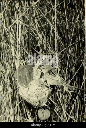 . Die australische Zoologe. Zoologie; Zoologie; Zoologie. Australische ZOOLOGE VOL. Xiii. Golden-headed Fantail Warbler. Cisticola exilis, im Nest. Foto: K.A.Hindwood.. Bitte beachten Sie, dass diese Bilder sind von der gescannten Seite Bilder, die digital für die Lesbarkeit verbessert haben mögen - Färbung und Aussehen dieser Abbildungen können nicht perfekt dem Original ähneln. extrahiert. Royal zoologischen Gesellschaft von New South Wales; Königliche Zoologische Gesellschaft von New South Wales. Verfahren. [Sydney, Royal zoologischen Gesellschaft von New South Wales] Stockfoto