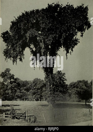 . Die Audubon jährlichen Bulletin. Vögel, Vögel. Foto von Jesse L. Smith die LIBERTYVILLE ELM. Bitte beachten Sie, dass diese Bilder sind von der gescannten Seite Bilder, die digital für die Lesbarkeit verbessert haben mögen - Färbung und Aussehen dieser Abbildungen können nicht perfekt dem Original ähneln. extrahiert. Illinois Audubon Society. [Chicago, Illinois]: Die Gesellschaft Stockfoto